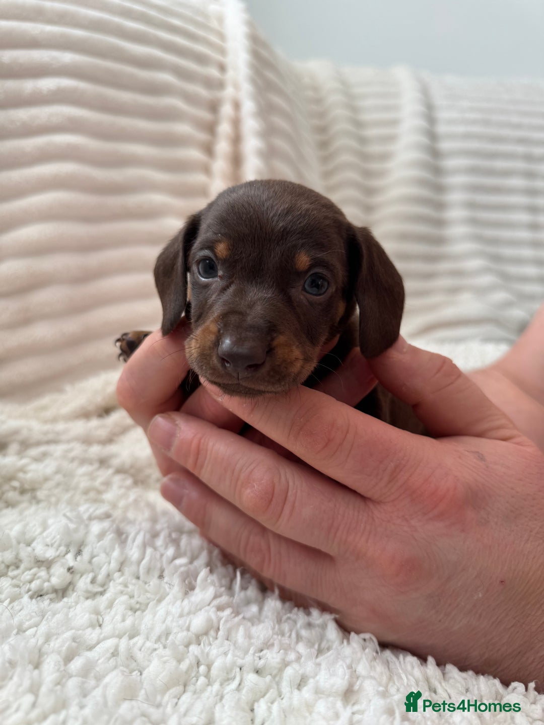 Miniature Dachshund dogs for sale: 8 Adorable miniature dachshund puppies - Advert 4