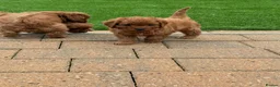 Cavapoo dogs for sale: F1 Cavapoo babies  - Advert 18