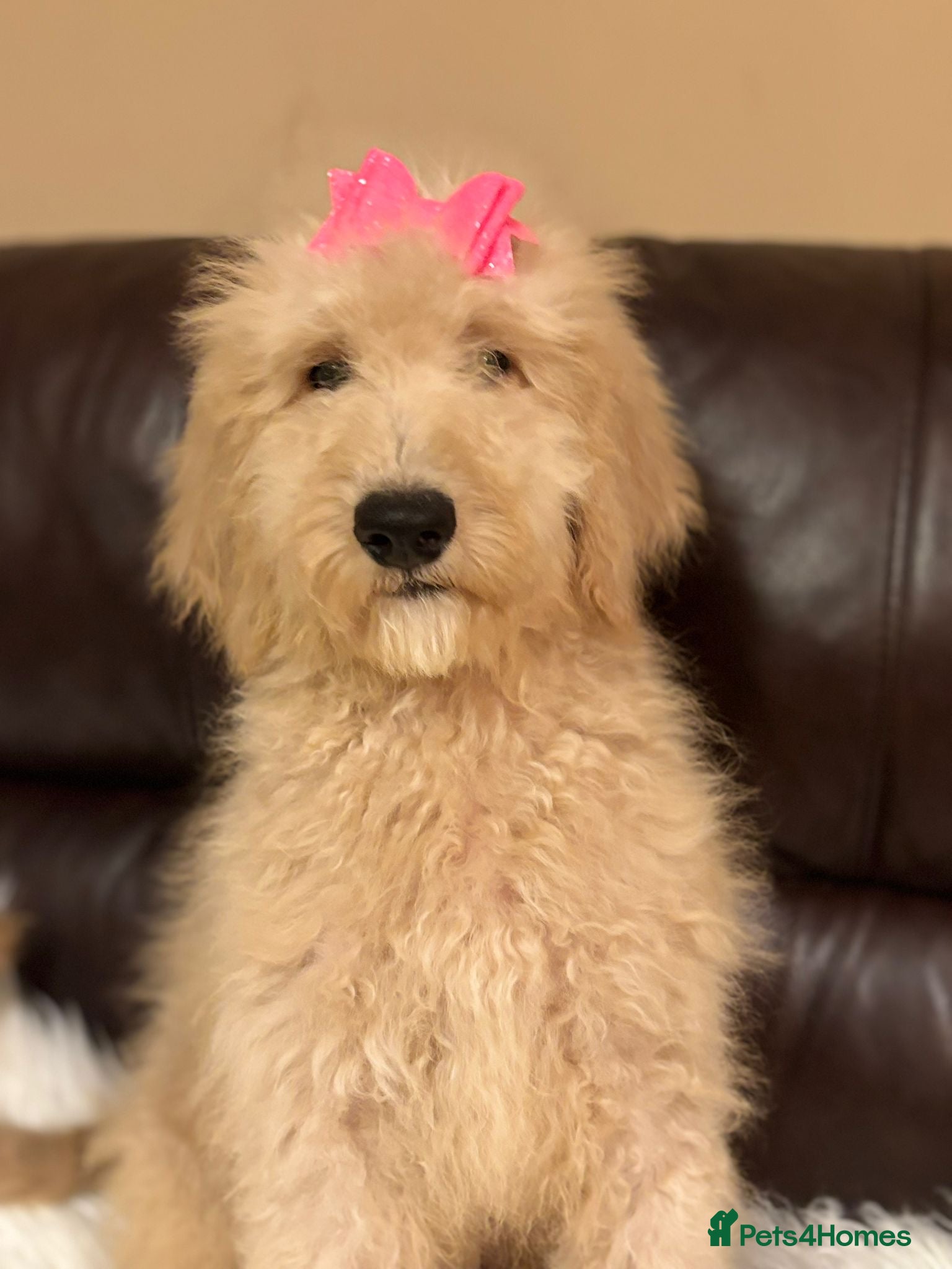 Bernedoodle dogs Ready Now Bernedoodle standard fluffy teddy bears - Advert 3