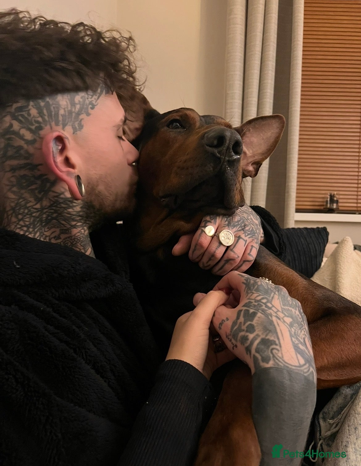 Chinese Red Dog dogs Rehoming through no fault of his own - Advert 2