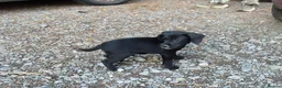 Mixed Breed dogs for sale: 4 stunning lakeland cross jrt  - Advert 2