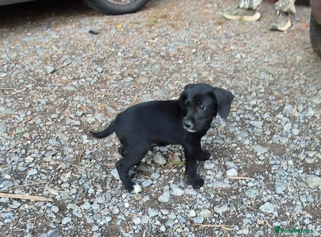 Mixed Breed dogs for sale: 4 stunning lakeland cross jrt  - Advert 2