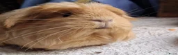 Guinea Pig rodents for sale: Beauitful Coronet breed female  - Advert 1