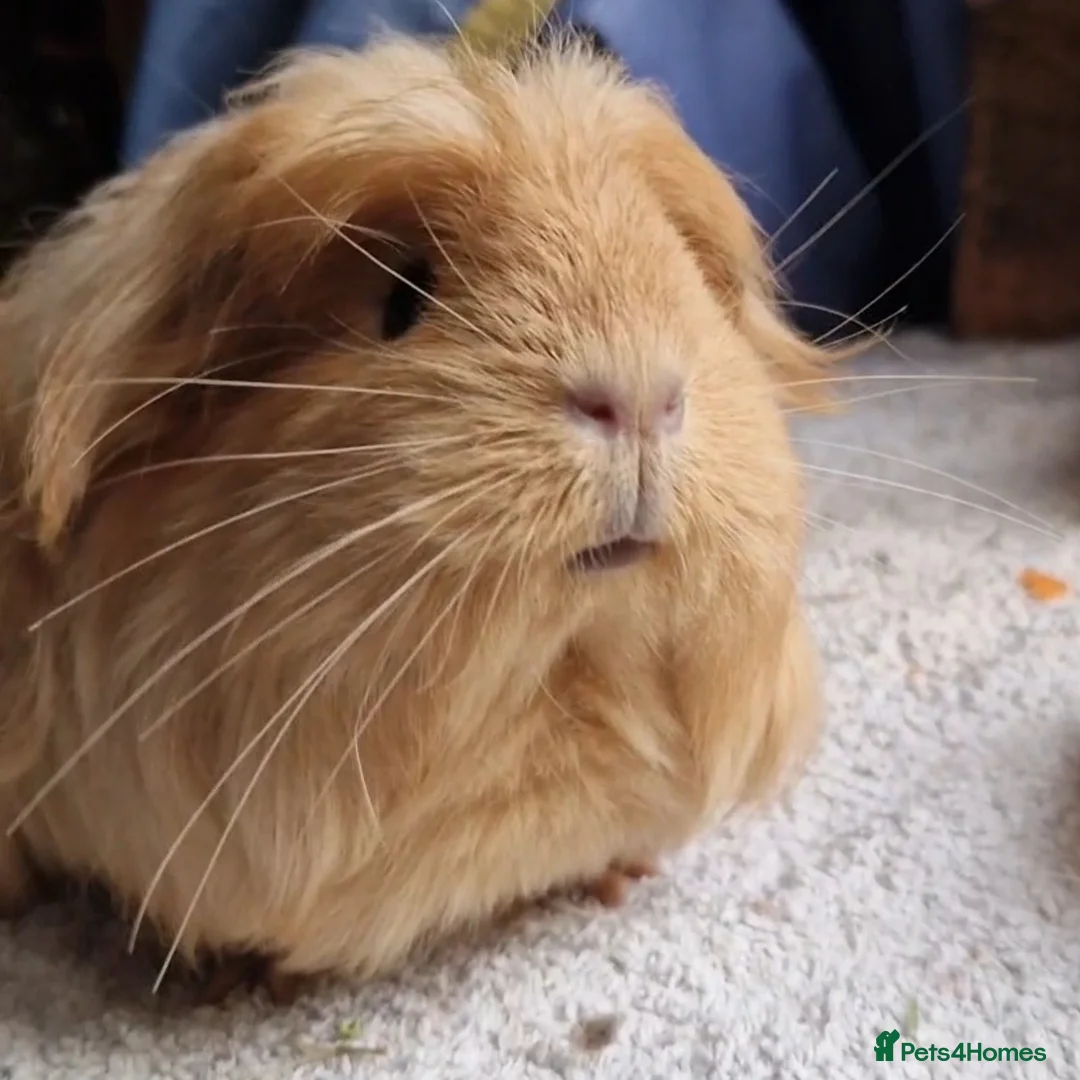 Guinea Pig rodents for sale: Beauitful Coronet breed female  - Advert 1