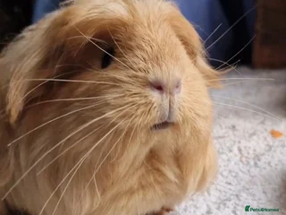 Guinea Pig rodents Beauitful Coronet breed female - Advert 1