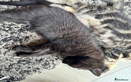 British Shorthair cats for sale: Brothers looking for their forever homes - Image 6