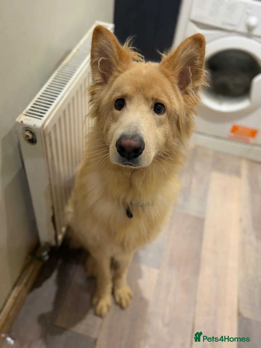 Mixed Breed dogs for sale: Lovely gsd x Newfoundland  - Advert 2