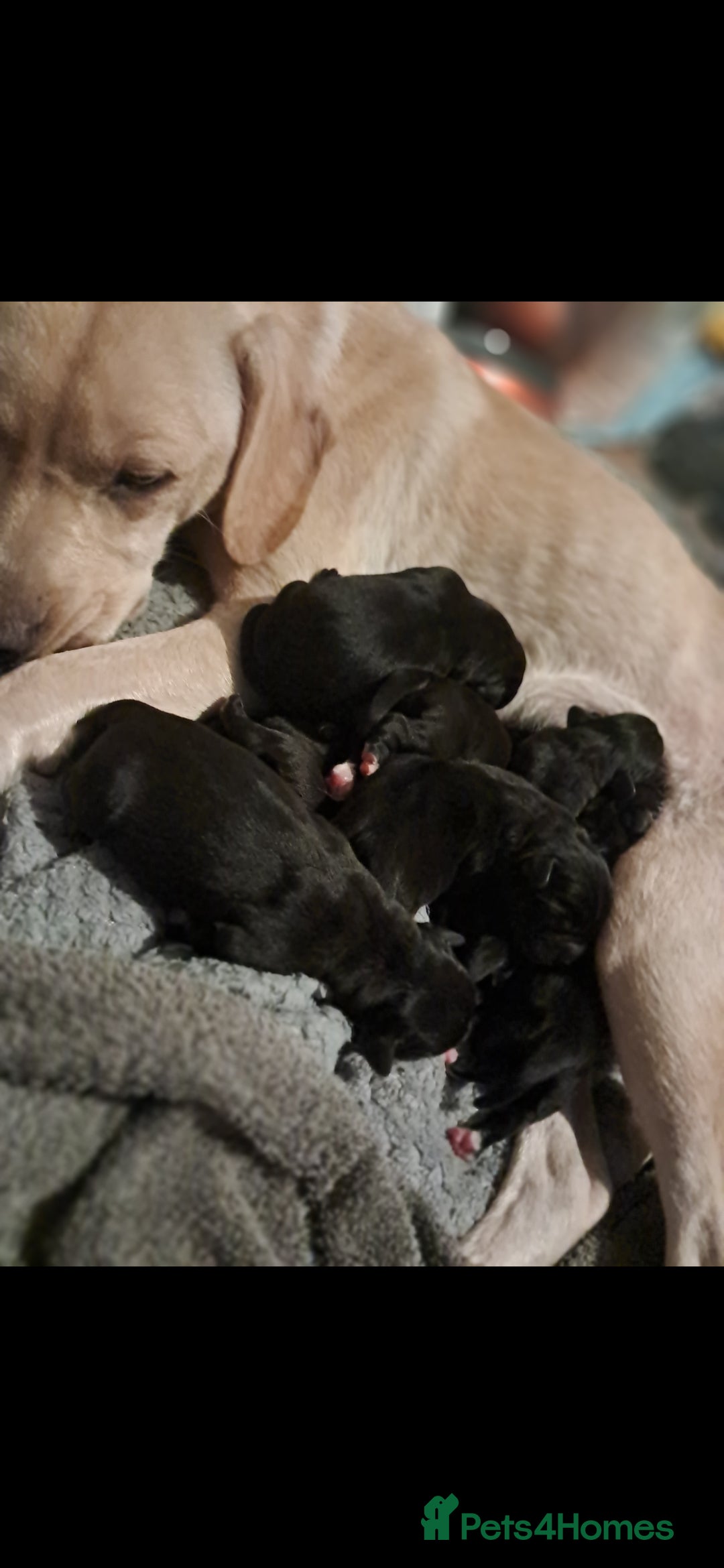 Mixed Breed dogs for sale: Frenchbulldog cross puppies  - Image 17
