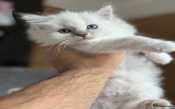 Ragdoll cats for sale: Gorgeous Balls Of Fluff 🥰😻🤗 - Image 10