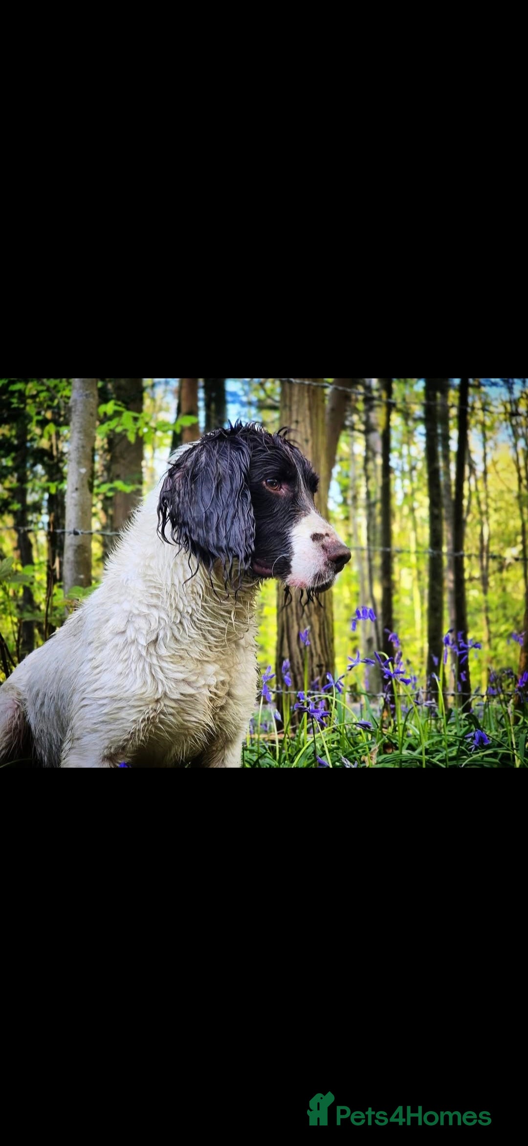 English Springer Spaniel dogs for sale: 2 male english springer pups - Image 7