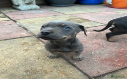 American Bull Staffy dogs for stud: Crash Bandicoot Staffweiler e ATAT d DNA tested ✅✅ - Image 3