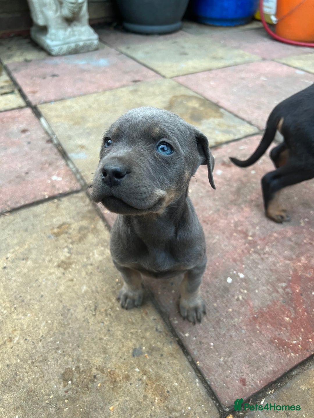 American Bull Staffy dogs for stud: Crash Bandicoot Staffweiler e ATAT d DNA tested ✅✅ - Image 3