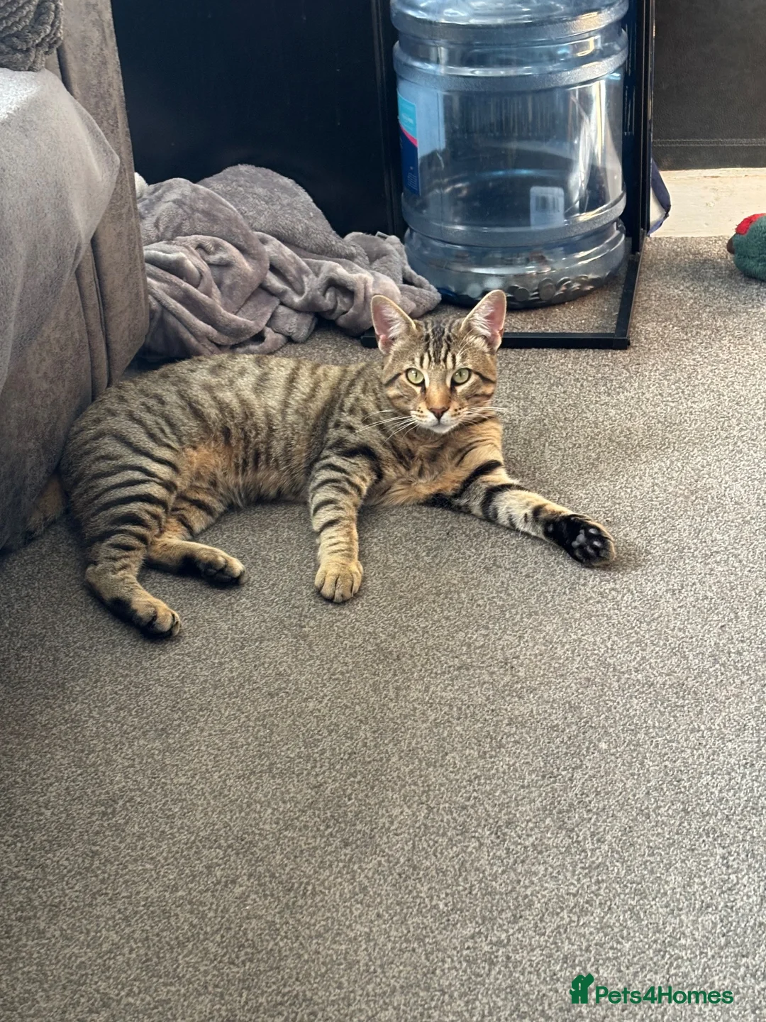 Bengal cats for sale: Beautiful bengal mix British short hair  Mainecoon - Advert 22