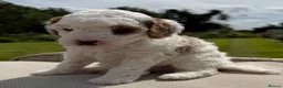 Australian Labradoodle dogs for sale: Miniature Australian Labradoodle Puppies  - Advert 22