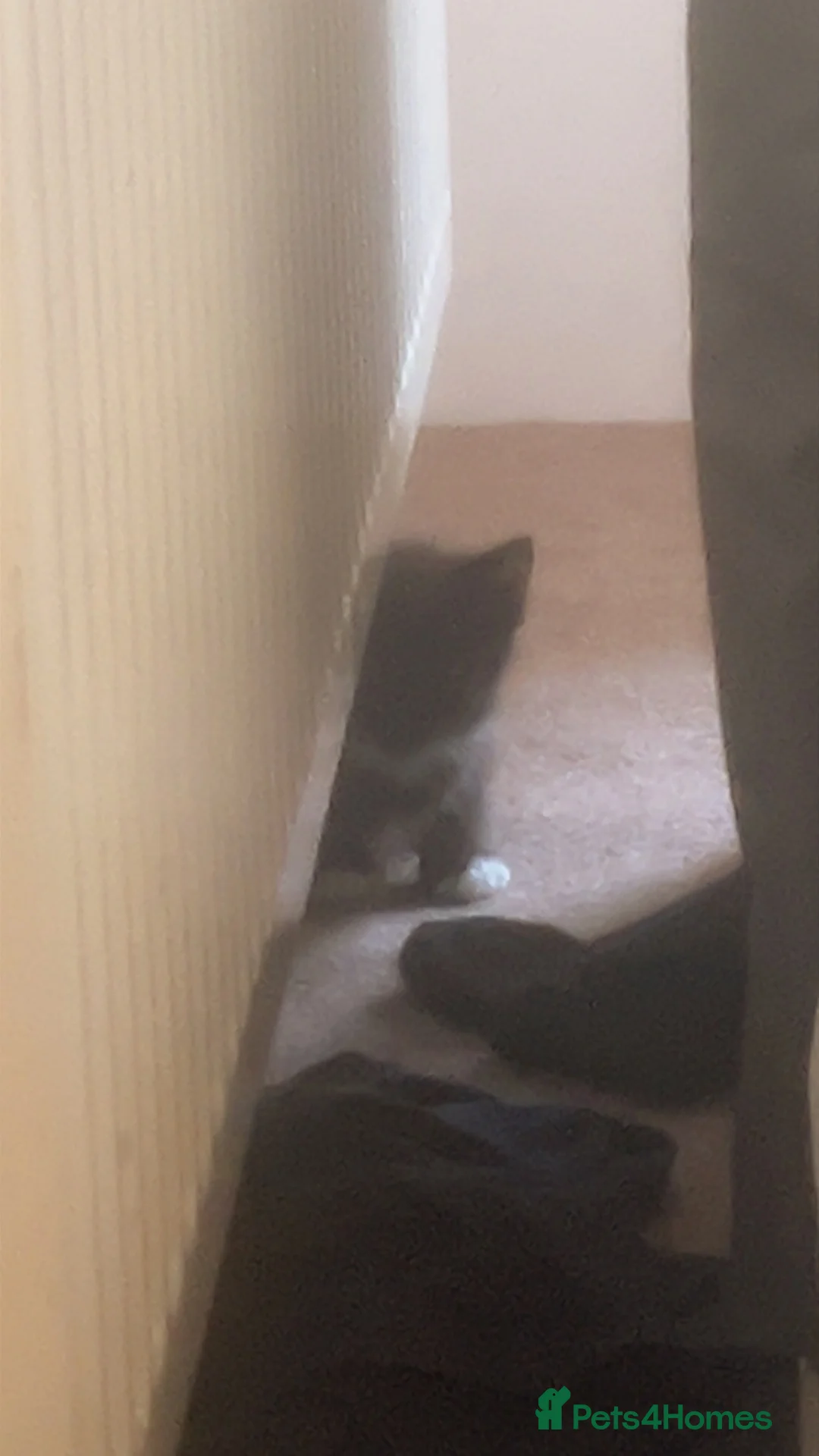 Mixed Breed cats for sale: 2 kittens both female free to a loving home  in Walsall - Advert 5