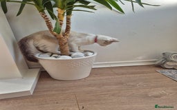 Ragdoll cats for sale: Ragdoll female - Image 8