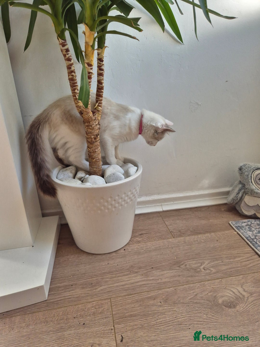 Ragdoll cats for sale: Ragdoll female - Image 8