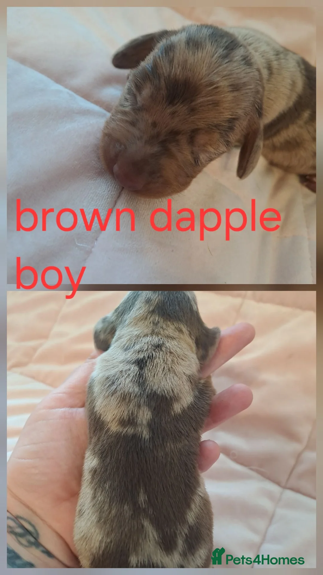 Miniature Dachshund dogs for sale: Miniature dachshund puppies for sale in spalding in Spalding - Advert 16
