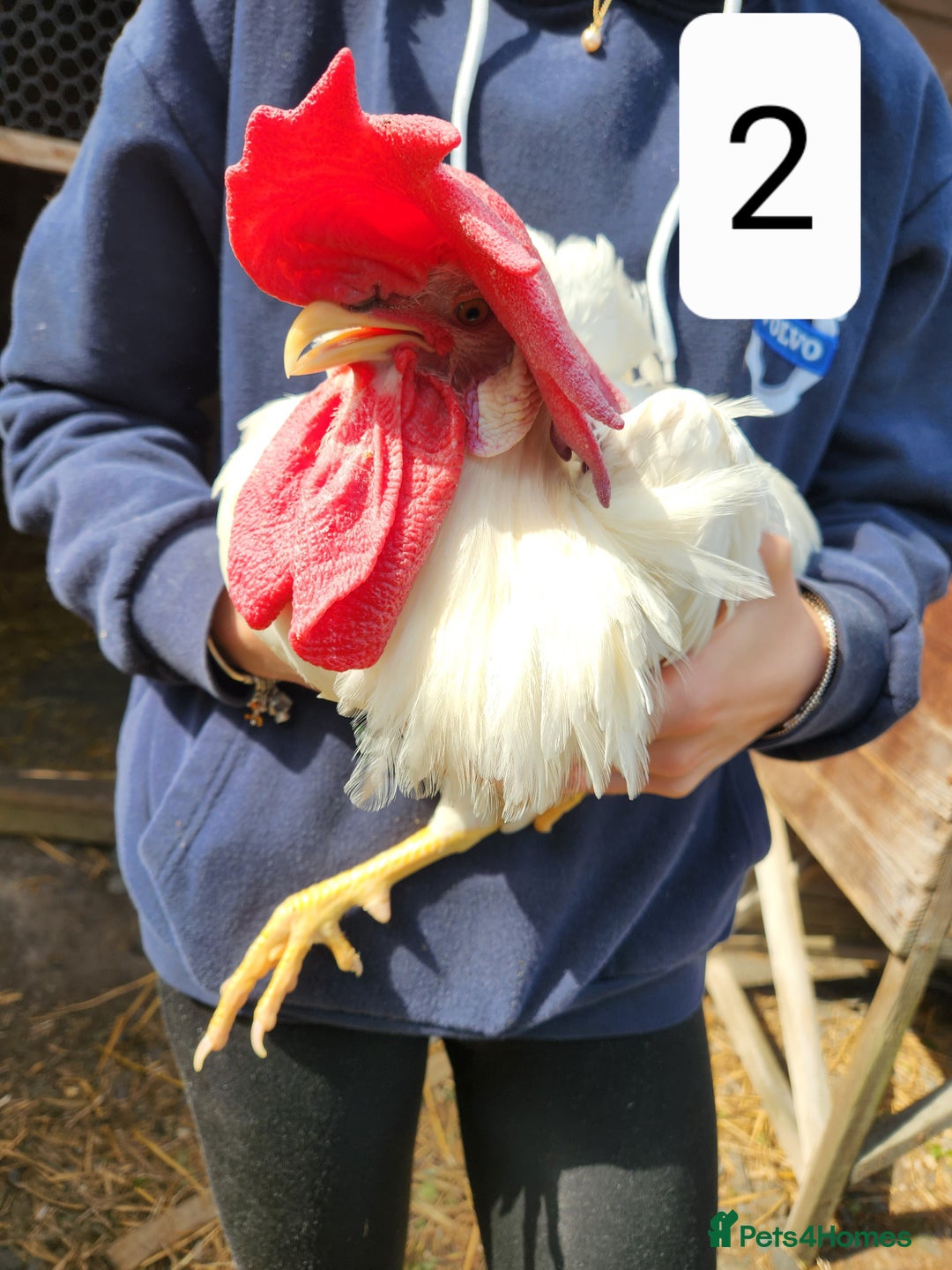 Chickens poultry for sale: Trios of pure bred chicken breeds - Image 14