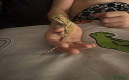 Bearded Dragon reptiles for sale: Baby bearded dragons £45 per baby  - Advert 9