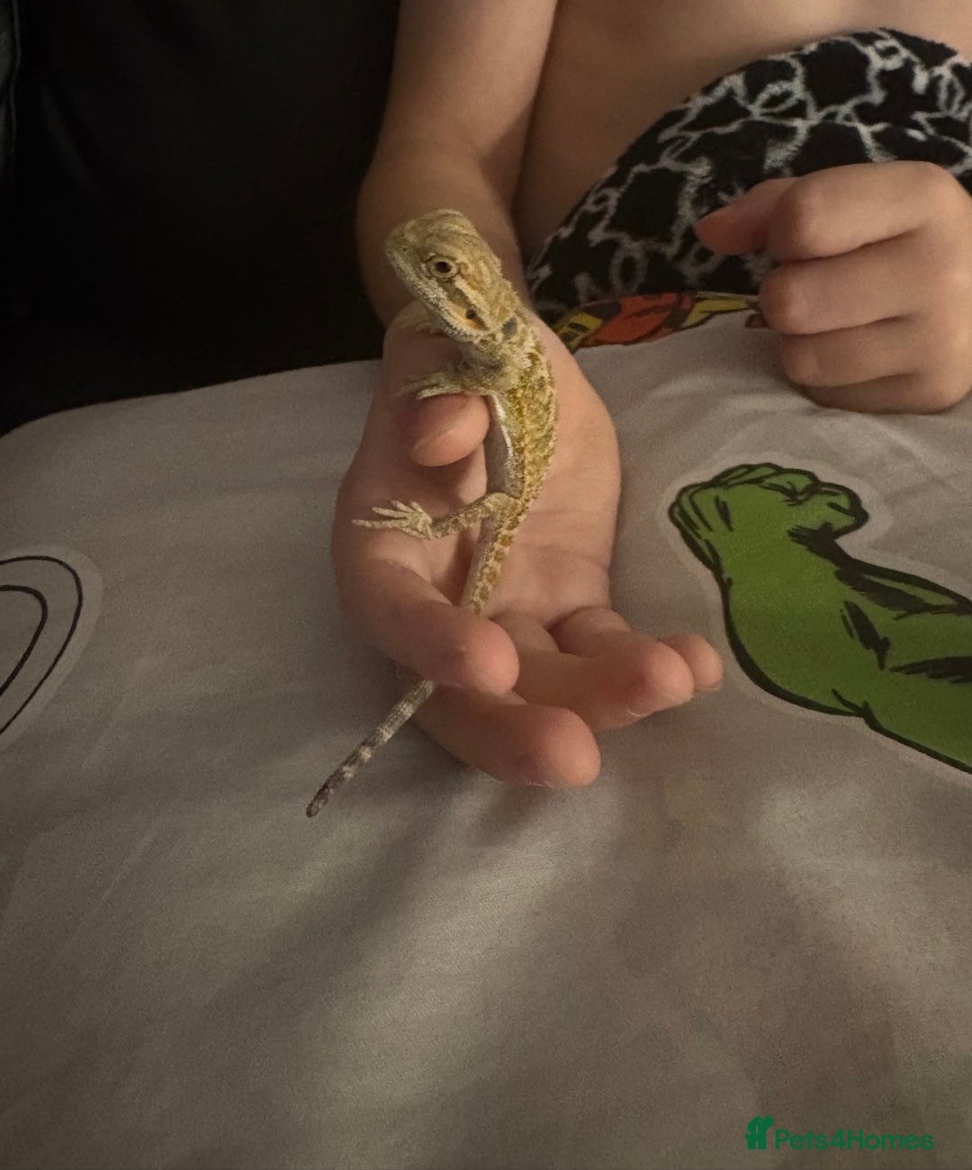 Bearded Dragon reptiles for sale: Baby bearded dragons £45 per baby  - Advert 9