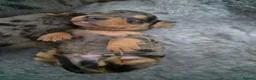 Miniature Dachshund dogs for sale: 🌟🐾Miniature Dachshund puppies🐾🌟 in Airdrie - Advert 3