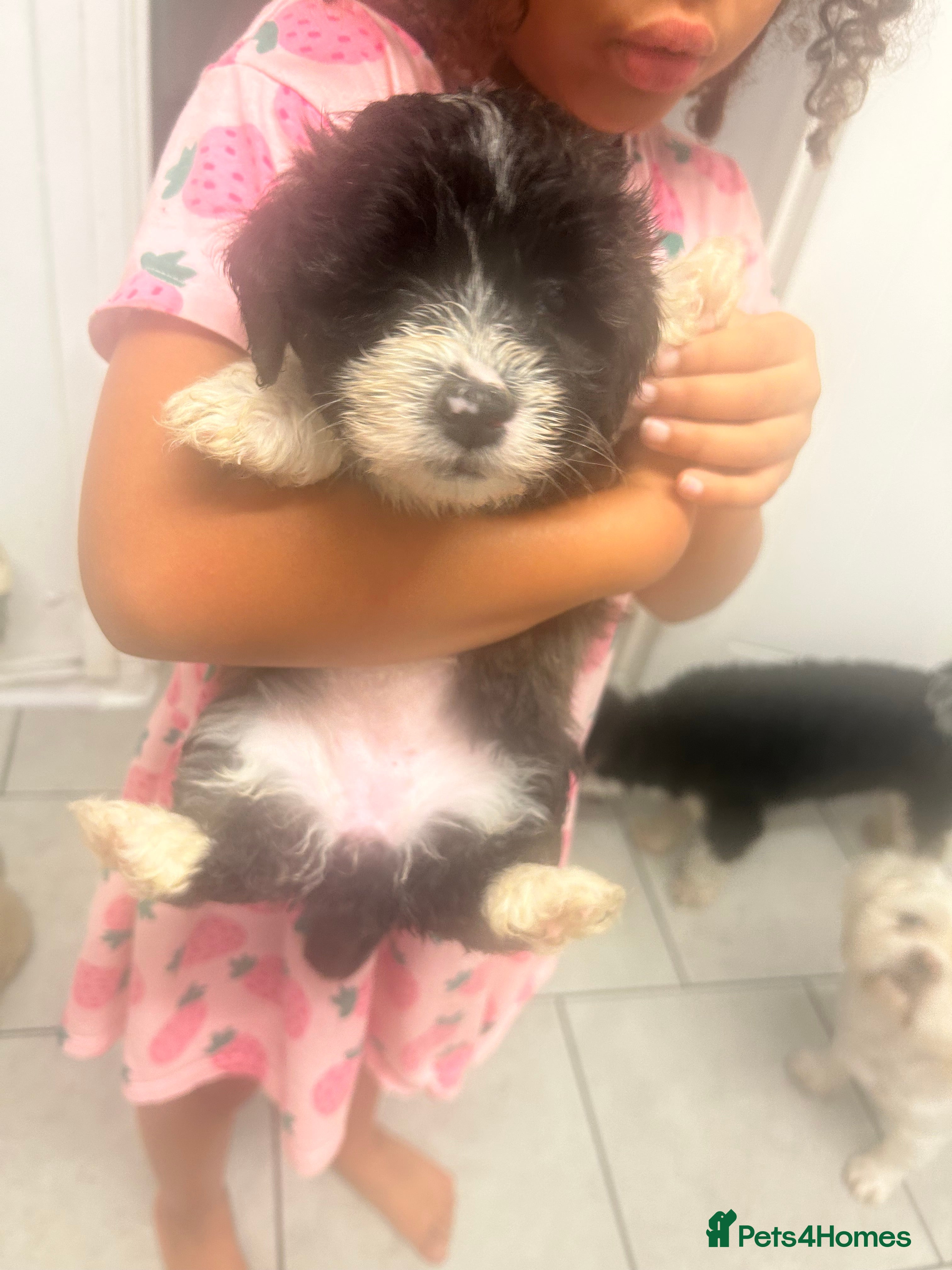 Mixed Breed dogs Adorable teddy bear shihpoo X chihuahua puppies - Advert 2
