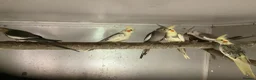 Cockatiels birds for sale: 2026 Young cockatiels  - Advert 11