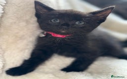 Mixed Breed cats for sale: Beautiful mix breed kittens  - Image 3