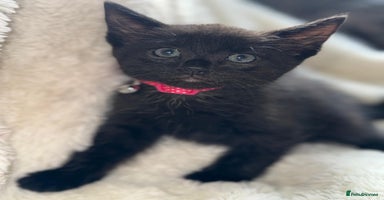 Mixed Breed cats - Advert 7