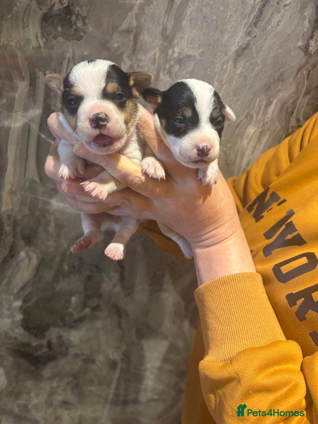 Parson Russell dogs for sale: Gorgeous Parson x Jack Russell’s  - Image 3