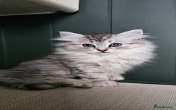 Siberian cats for sale: Gorgeous Pure Siberian Kittens For Sale  - Image 10