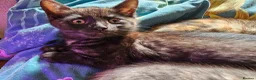 Mixed Breed cats for sale: 1 Ghost Tabby, 1 Tortoiseshell and 1 Black kittens in Cranbrook - Advert 19