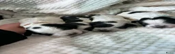Cocker Spaniel dogs for sale: Working cocker spaniel puppies blue roan  - Advert 13