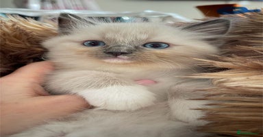 Ragdoll cats - Advert 13