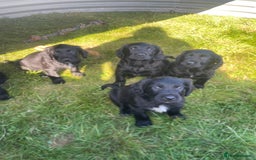 Mixed Breed dogs for sale: Beautiful Spangold puppies  - Image 3