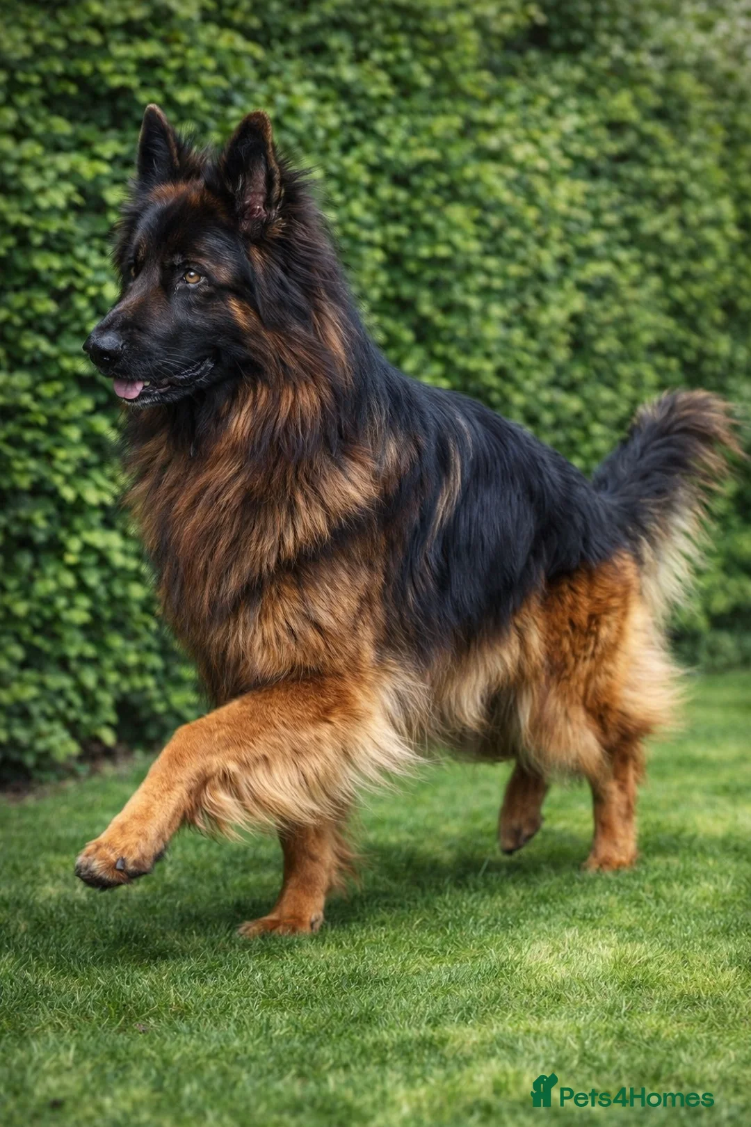 German Shepherd dogs for stud: KC REG FULLY HEALTH TESTED German Shepherd Stud in Macclesfield - Advert 9