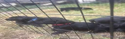 Mixed Breed dogs for sale: Springador pups - Advert 7