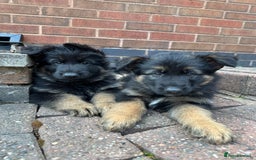 German Shepherd dogs for sale: READY TO GO Long Haired German Shepherd Puppies - Image 7