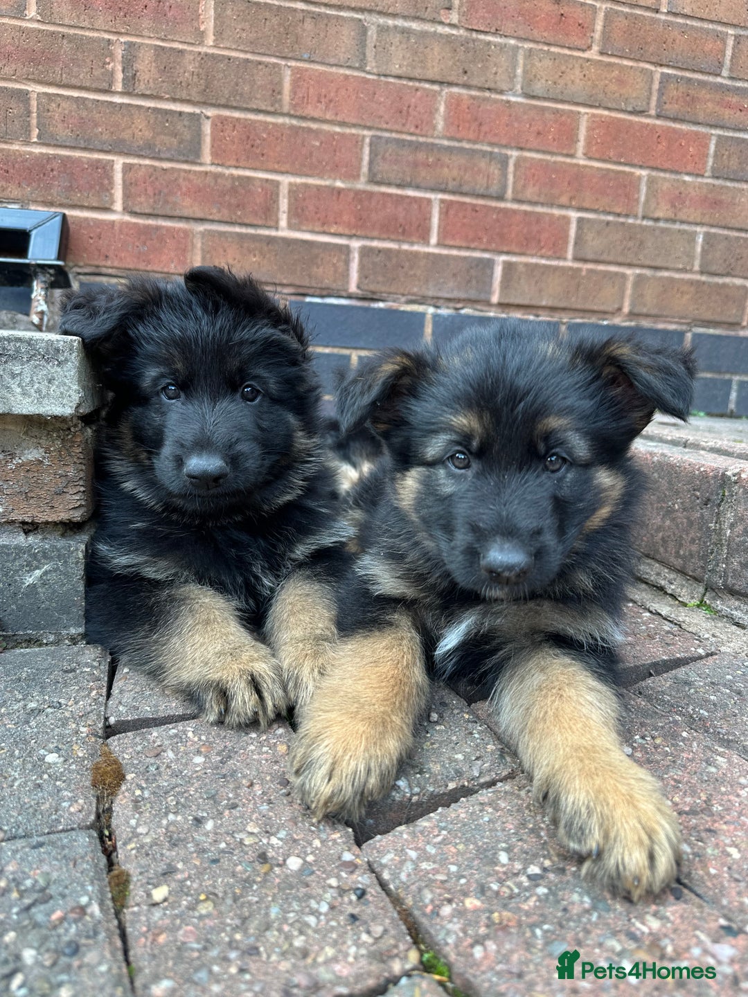 German Shepherd dogs for sale: READY TO GO Long Haired German Shepherd Puppies - Image 7