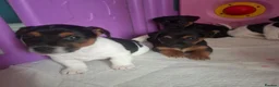 Jack Russell dogs for sale: Jack Russell pups - Advert 4