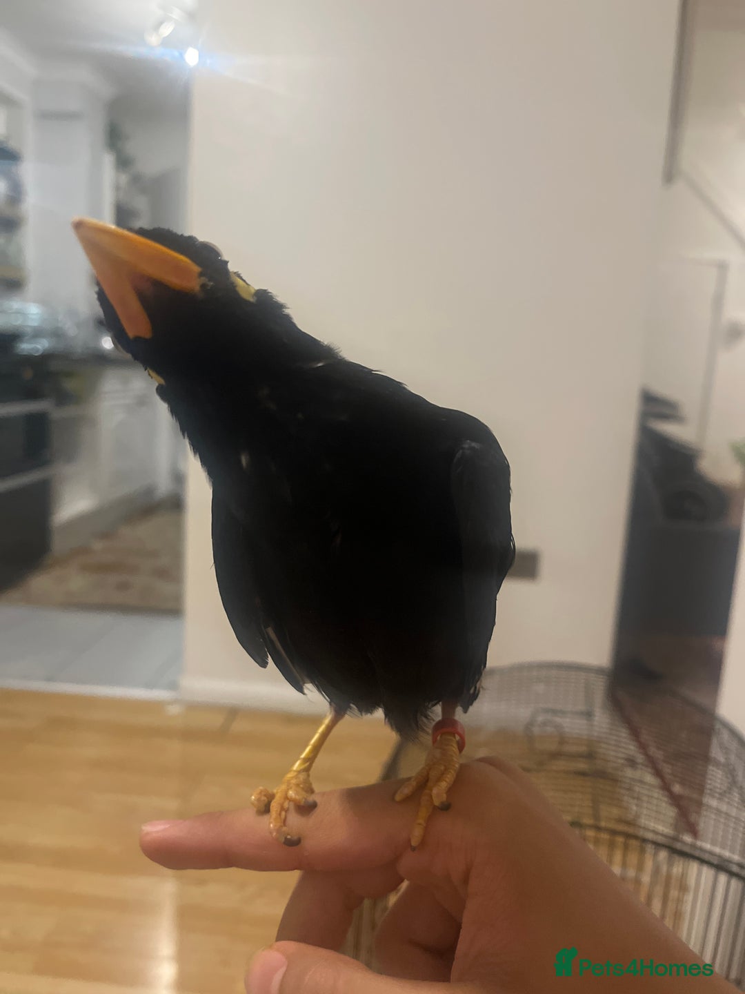 Mixed Breed birds for sale: Mayna  - Image 2