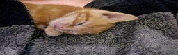 Mixed Breed cats for sale: 9 beautiful kittens - Advert 18