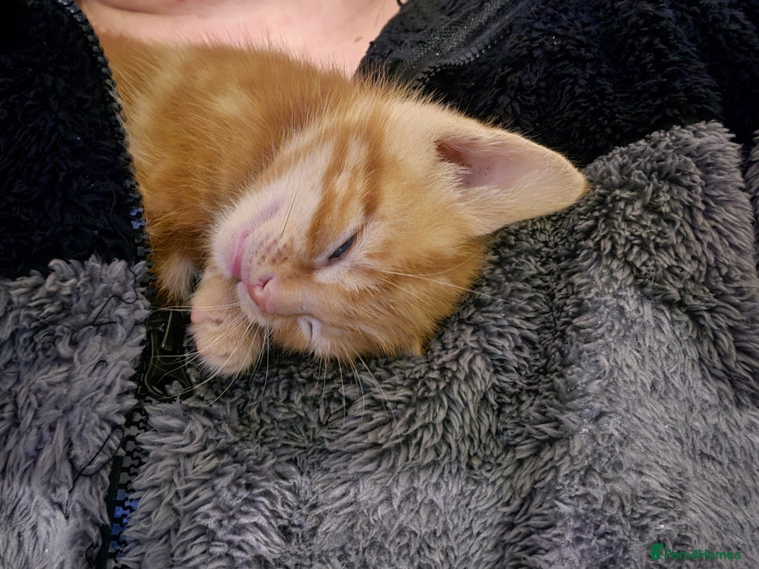 Mixed Breed cats for sale: 9 beautiful kittens - Advert 18