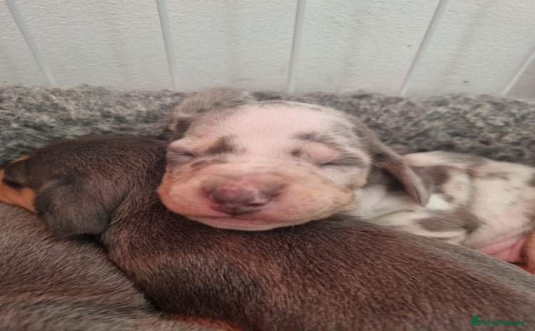 Dachshund dogs 8 Smooth Haired miniature dachshund pups  - Advert 7