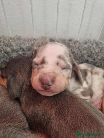 Dachshund dogs 8 Smooth Haired miniature dachshund pups - Advert 7