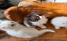 Persian cats for sale: BeautifulPersian Kittens - Image 14