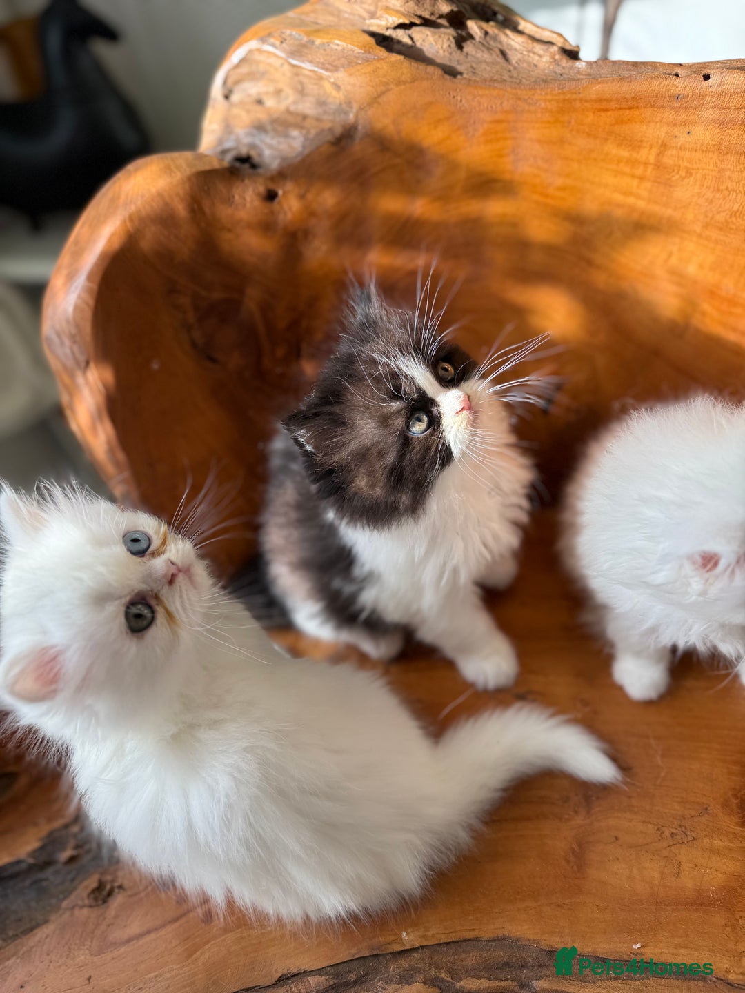 Persian cats for sale: BeautifulPersian Kittens - Image 14