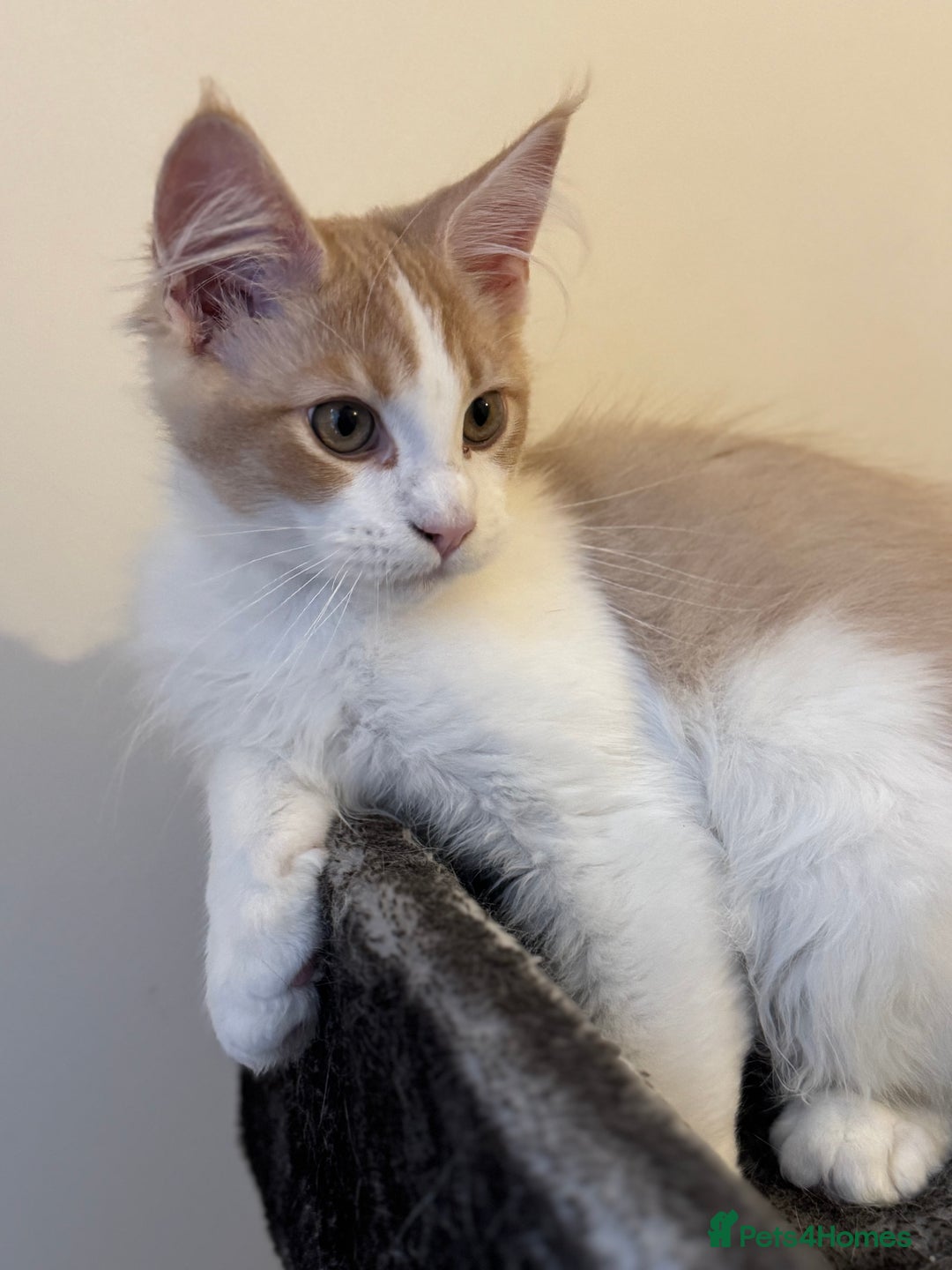 Maine Coon cats for sale: A wonderful Maine Coon Shaded Line male - Image 4