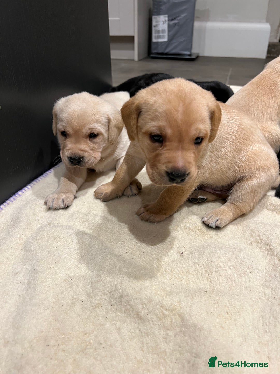 Labrador Retriever dogs for sale: 1 golden/ yellow boy Labrador puppies left - Advert 21
